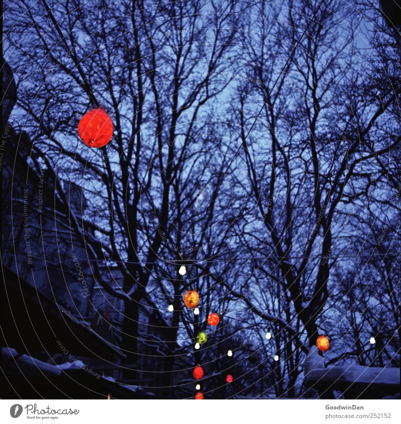 München. Umwelt Natur Baum Stadtzentrum Altstadt bevölkert Weihnachtsmarkt authentisch frei lecker lustig viele blau mehrfarbig Stimmung Farbfoto Außenaufnahme