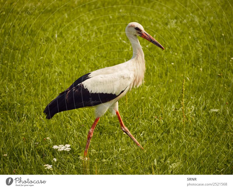 Storch auf grünem Rasen Sommer Natur Tier Gras Vogel 1 Bewegung wild Feder Schnabel Tierwelt Frühling laufen Farbfoto Menschenleer