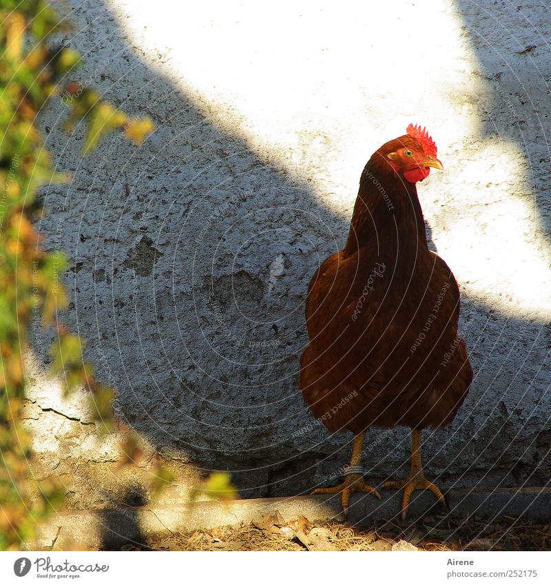 Johanna das Huhn Natur Tier Haustier Nutztier Vogel Haushuhn 1 beobachten stehen Glück natürlich braun grau rot weiß Zufriedenheit Gelassenheit Idylle ruhig