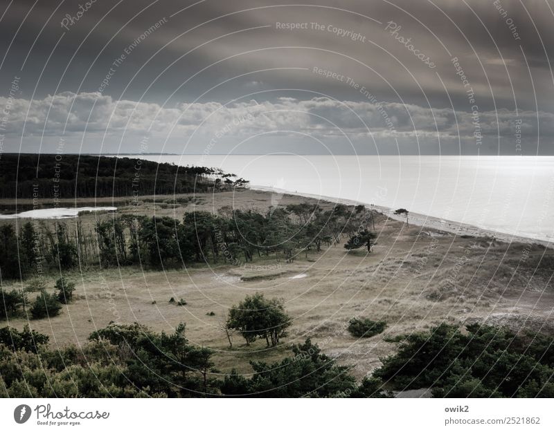 Wild, weit und windig Ferne Umwelt Natur Landschaft Pflanze Wasser Himmel Wolken Horizont Herbst Schönes Wetter Wind Baum Windflüchter Wald Küste Strand Ostsee