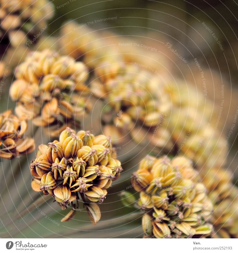 Stories of Old Natur Pflanze Herbst Blume Blüte Wiese braun gelb verblüht vertrocknet Farbfoto Gedeckte Farben Außenaufnahme Nahaufnahme Menschenleer Tag