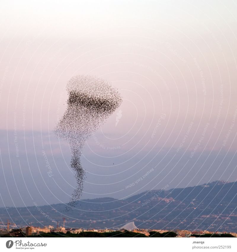 Der Schwarm Städtereise Umwelt Natur Landschaft Himmel Rom Italien Tier Vogel fliegen außergewöhnlich viele Teamwork Zusammenhalt Migration Luftverkehr Horizont