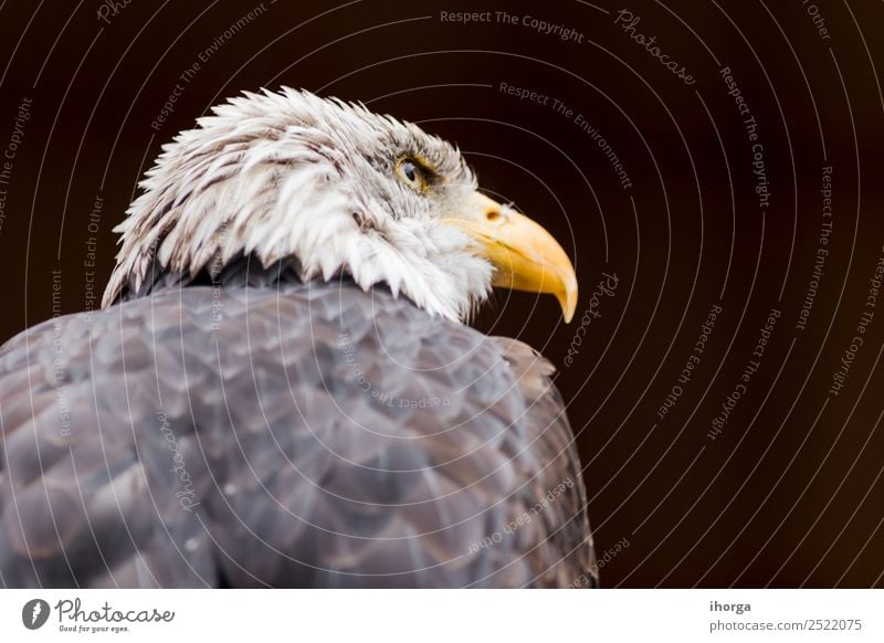 Porträt eines Weißkopfseeadlers (Haliaeetus leucocephalus) Gesicht Freiheit Natur Tier Glatze Wildtier Vogel Flügel 1 schön wild braun gelb schwarz weiß