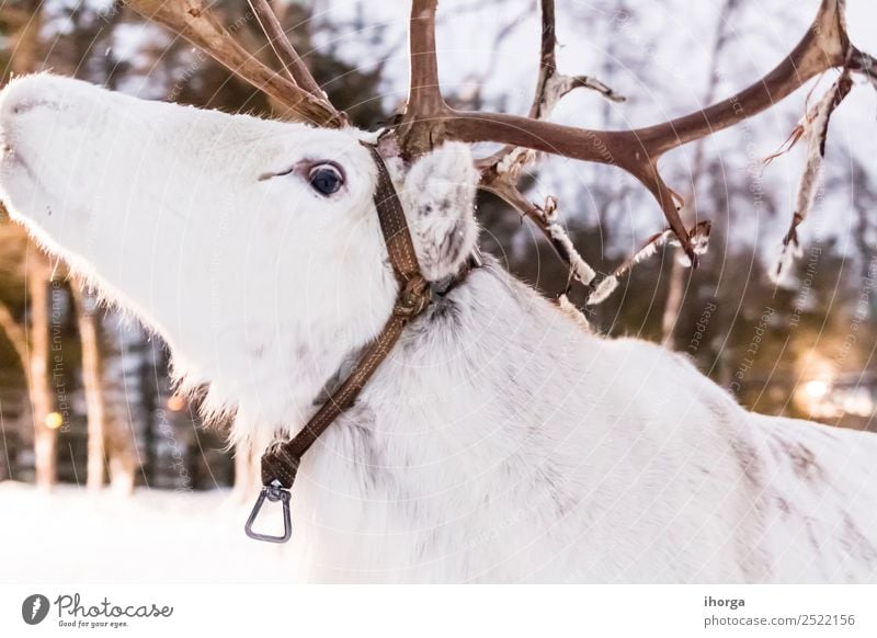 weißes Rentier im Schnee Ferien & Urlaub & Reisen Winter Natur Landschaft Tier Eis Frost Wald Pelzmantel Nutztier 1 natürlich niedlich wild Hirsche Finnland