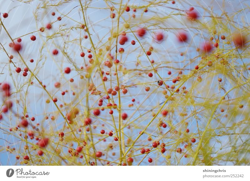 tanz der moleküle Natur Himmel Herbst wild spargelstrauch mittendrin verdreht vernetzt Feld Spargelfeld Kugel Netzwerk Verbundenheit Farbfoto Außenaufnahme Tag