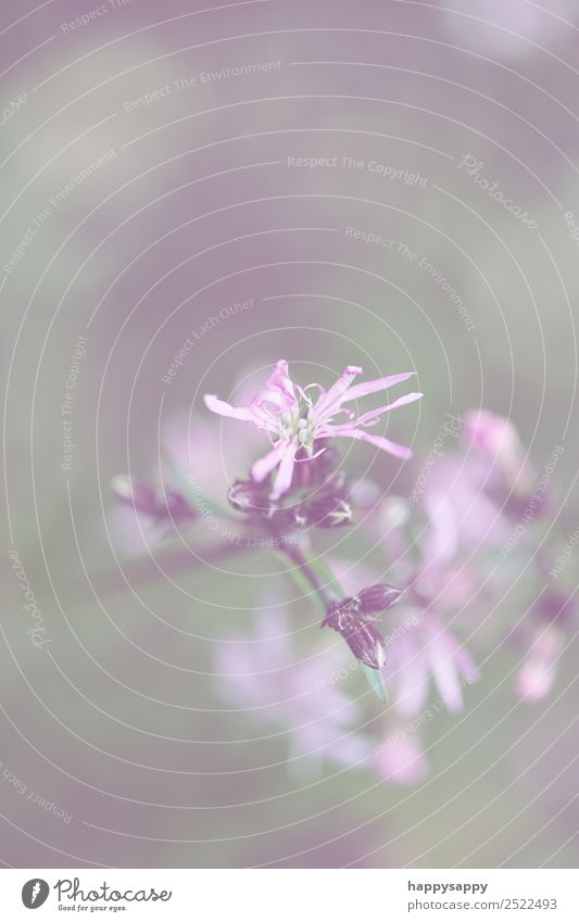 Blüte sanft Pflanze Blume feminin rosa Gefühle Stimmung Romantik fein Farbfoto Gedeckte Farben Außenaufnahme Nahaufnahme Textfreiraum oben Starke Tiefenschärfe