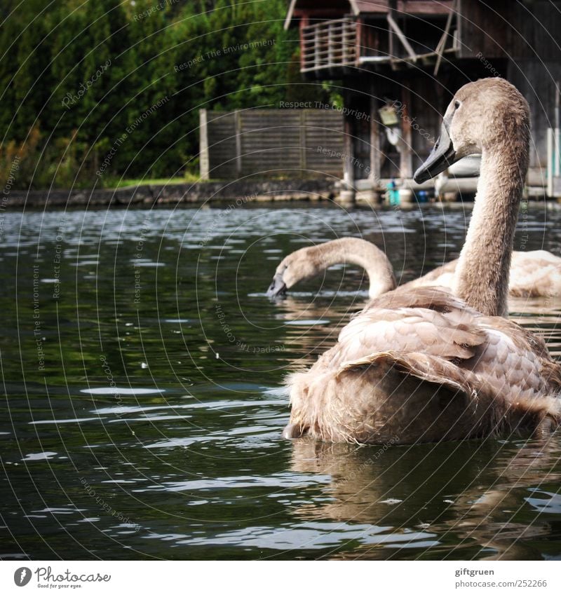 familienausflug Umwelt Natur Urelemente Wasser Pflanze Baum See Tier Wildtier Schwan Tiergesicht Flügel 2 Tierjunges Schwimmen & Baden grau Feder Fressen