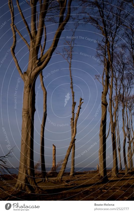 Gespensterwald im Abendlicht Natur Landschaft Pflanze Himmel Wolkenloser Himmel Schönes Wetter Baum Wald Nienhagen Sehenswürdigkeit Wege & Pfade Holz Wasser