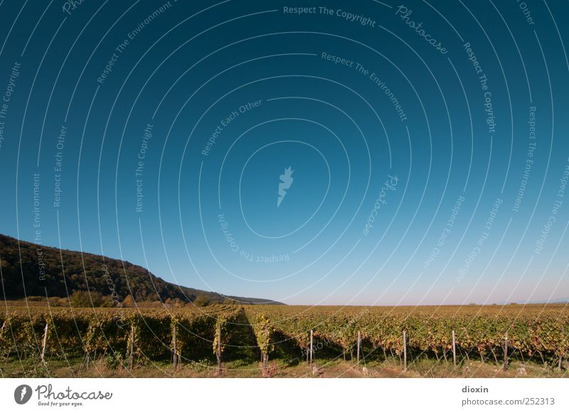 Weinland-Pfalz Ferien & Urlaub & Reisen Ausflug Ferne Landwirtschaft Forstwirtschaft Umwelt Natur Landschaft Himmel Wolkenloser Himmel Horizont Sonnenlicht