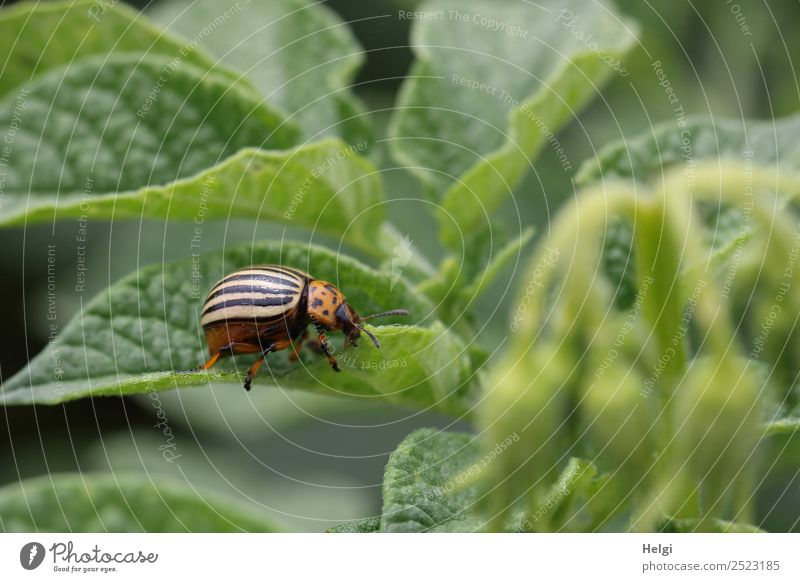 noch ein Kartoffelkäfer Umwelt Natur Pflanze Tier Sommer Blatt Nutzpflanze Kartoffeln Feld Käfer 1 Fressen krabbeln authentisch klein natürlich gelb grün orange