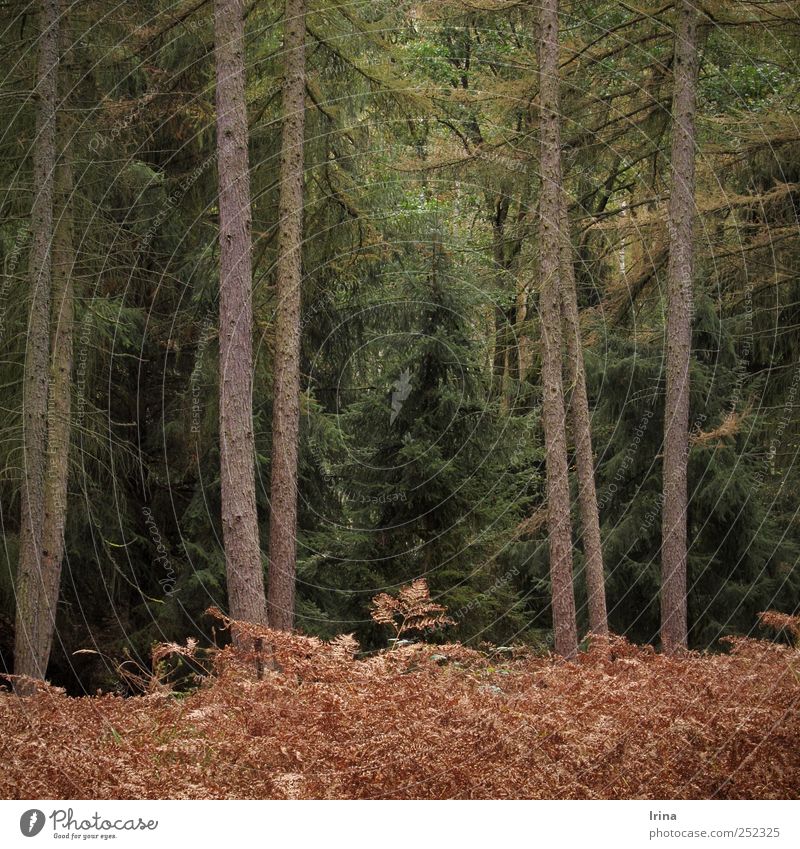 Waltz Boston Umwelt Natur Landschaft Herbst Baum Farn Wildpflanze Wald Goldenbaum dunkel nachhaltig natürlich wild braun gelb grün ruhig Einsamkeit ästhetisch