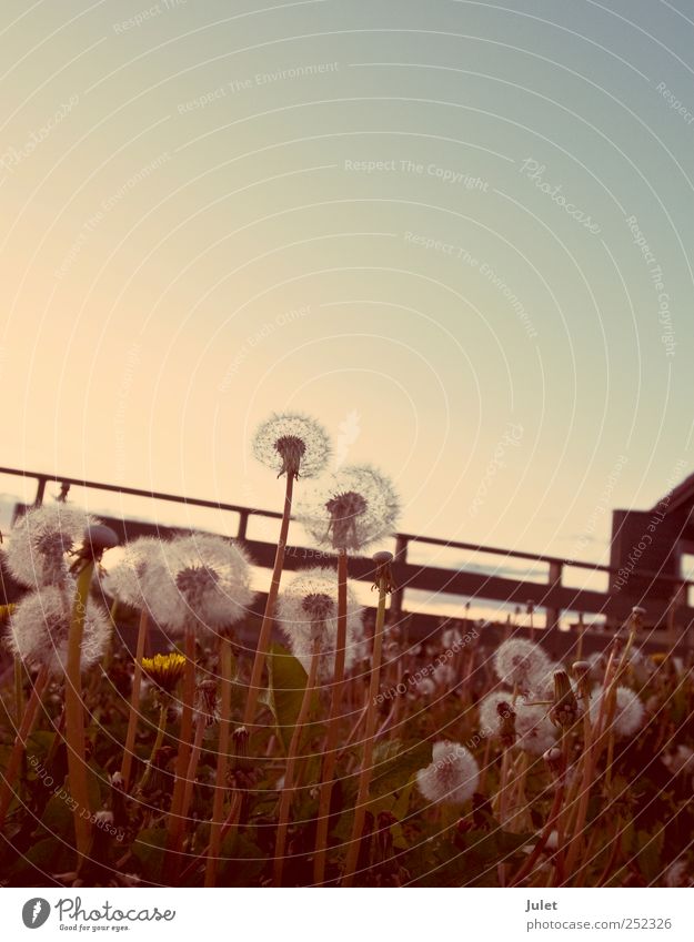 Pusteblume Umwelt Natur Landschaft Pflanze Tier nur Himmel Wolkenloser Himmel Wiese Feld retro Erholung Löwenzahn Blume Farbfoto Außenaufnahme Textfreiraum oben