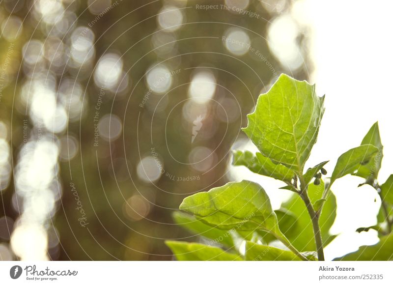 Der Traum vom Großwerden Natur Himmel Baum Blatt Garten Wiese glänzend Wachstum braun grün Farbfoto Gedeckte Farben Außenaufnahme Detailaufnahme Menschenleer