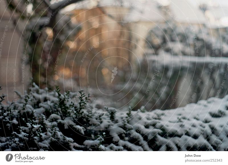 Neuschnee Winter Schnee Pflanze Sträucher Garten Stadtrand Menschenleer Haus Einfamilienhaus kalt Gelassenheit ruhig Vergänglichkeit Schneelandschaft Wintertag