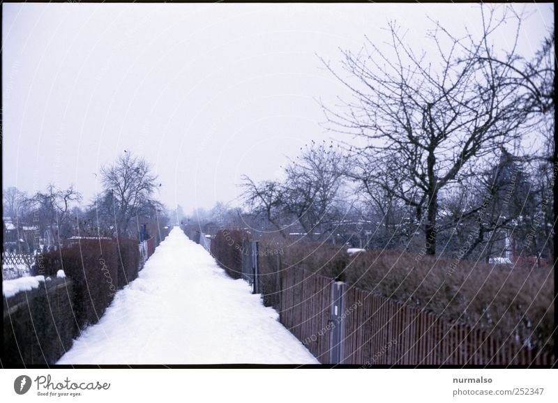 winterflucht Lifestyle Freizeit & Hobby Ferne Garten Umwelt Natur Winter Klima Klimawandel Nebel Eis Frost Schnee Menschenleer Hütte Fußgänger Wege & Pfade