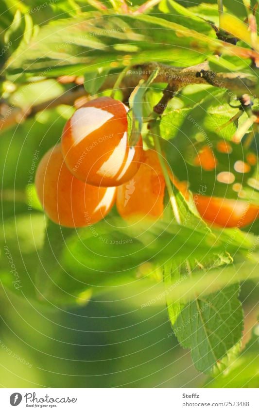 reife Mirabellen Pflaumen Obst Obsternte Erntezeit reife Früchte August Prunus domestica subsp. syriaca Gelbe Zwetschgen köstlich pflückreif gesund vegan