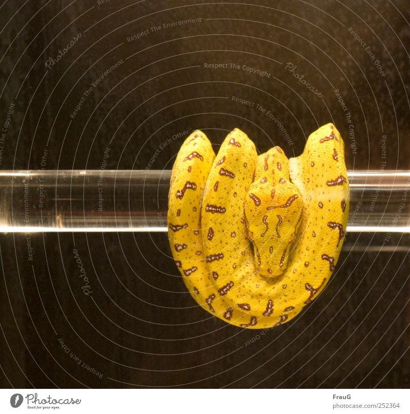 aufgewickelt Tier Schlange 1 Glas beobachten braun gelb ruhig Farbfoto Innenaufnahme