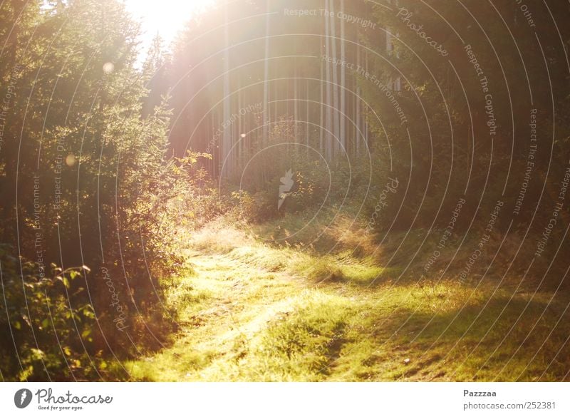 Waldspaziergangsimpression Umwelt Natur Pflanze Sonne Schönes Wetter Baum Gras Waldlichtung Erholung genießen wandern Sommer Indian Summer Thüringen Farbfoto