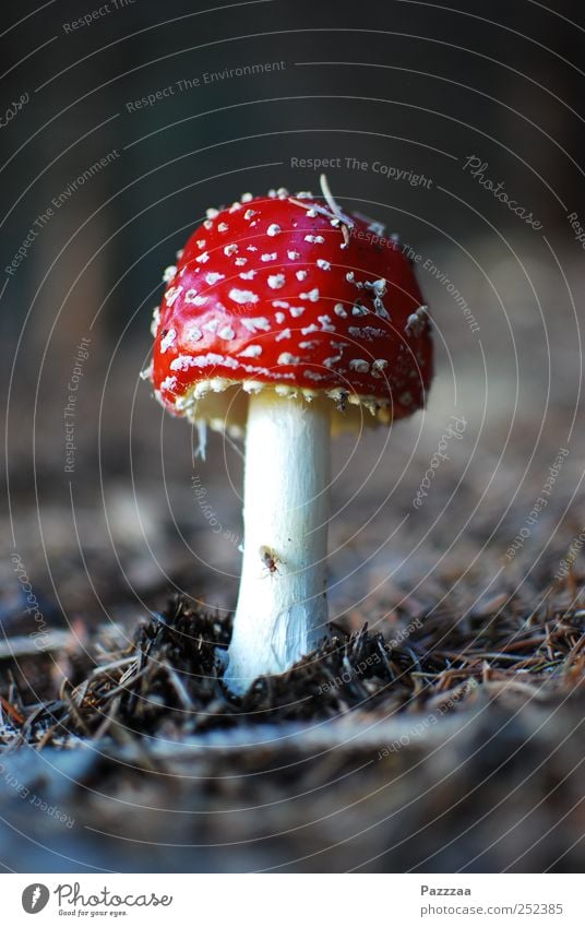 Signalfarbe Erde rot weiß Pilz Fliegenpilz Gift Warnfarbe ansammeln falsch ungesund Farbfoto Nahaufnahme Menschenleer Textfreiraum oben Schwache Tiefenschärfe