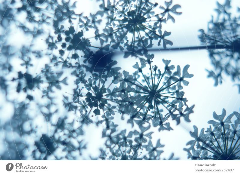 Dekor Natur Pflanze Blume blau Muster Dekoration & Verzierung geblümt abstrakt Strukturen & Formen Blüte Doldenblüte zweifarbig blau-weiß Farbfoto