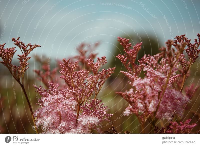 dabeisein ist alles Umwelt Natur Landschaft Pflanze Sonnenlicht Sommer Blatt Blüte Grünpflanze Wildpflanze exotisch Duft blau rosa Fröhlichkeit Lebensfreude