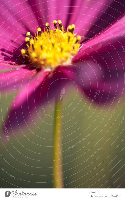 [Chamansülz2011] Fleur de Sülz Natur Pflanze Blume Blüte Blütenblatt Blütenstempel Blütenstiel Blütenpflanze Garten Blühend Wachstum natürlich schön gelb grün