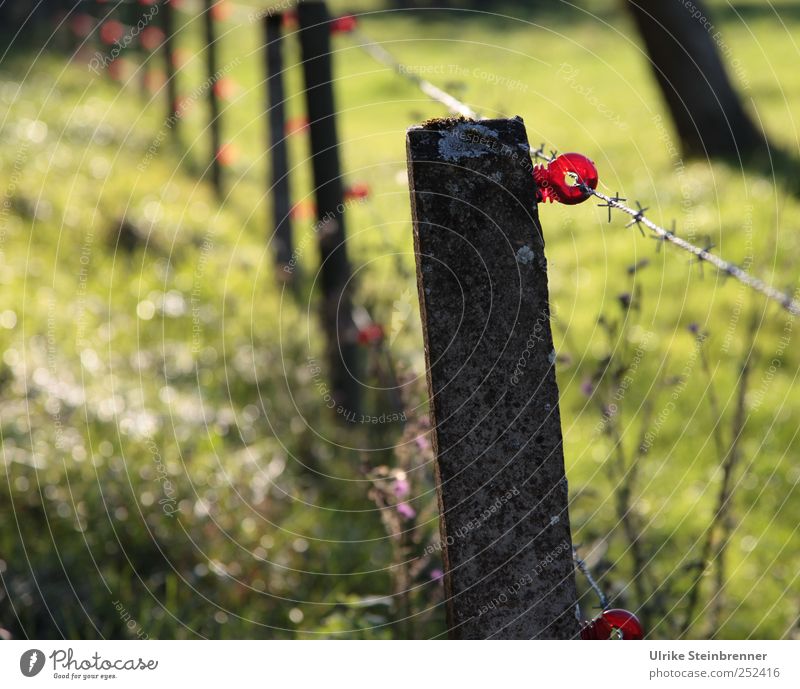 Red "O"s | Chamansülz 2011 Landschaft Sonnenlicht Schönes Wetter Pflanze Baum Gras Feld Dorf Stein festhalten leuchten stehen Spitze grün rot Landwirtschaft