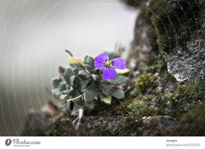 Mauer - Blümchen Umwelt Natur Landschaft Pflanze Tier Erde Frühling Klima schlechtes Wetter Blume Moos Blatt Blüte Grünpflanze Wildpflanze Hügel Felsen Alpen