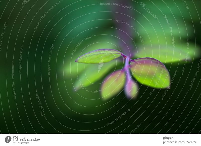 Warten auf November Umwelt Natur Pflanze Frühling Blatt Grünpflanze grün Sträucher mehrere violett Blattadern gekrümmt gedreht Farbfoto mehrfarbig Außenaufnahme