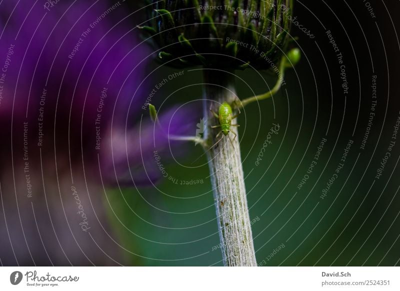 Blattlaus auf einer Distel Natur Pflanze 1 Tier krabbeln laufen grün violett Blattläuse Pflanzenschädlinge Befall Pflanzensauger Farbfoto Nahaufnahme