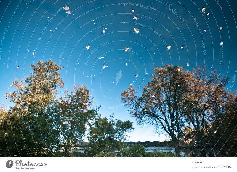 [Chamansülz2011] Metamorphoesie Umwelt Natur Landschaft Pflanze Wasser Himmel Wolkenloser Himmel Herbst Baum Blatt Flussufer Neckar Wachstum Farbfoto