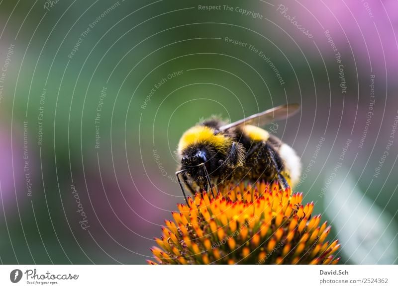 Hummel auf einer Blüte Natur Pflanze Tier Blume Pollen Wildtier Behaarung Insekt Auge 1 Arbeit & Erwerbstätigkeit berühren Fressen krabbeln gelb grün violett