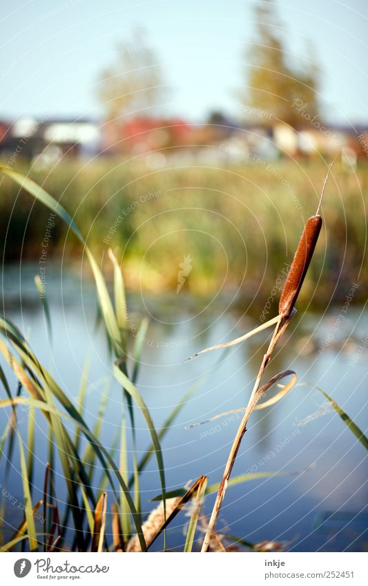 Haus am See Ausflug Häusliches Leben Natur Landschaft Pflanze Wasser Herbst Gras Schilfrohr Wiese Seeufer Moor Sumpf Teich Dorf Kleinstadt stehen Wachstum