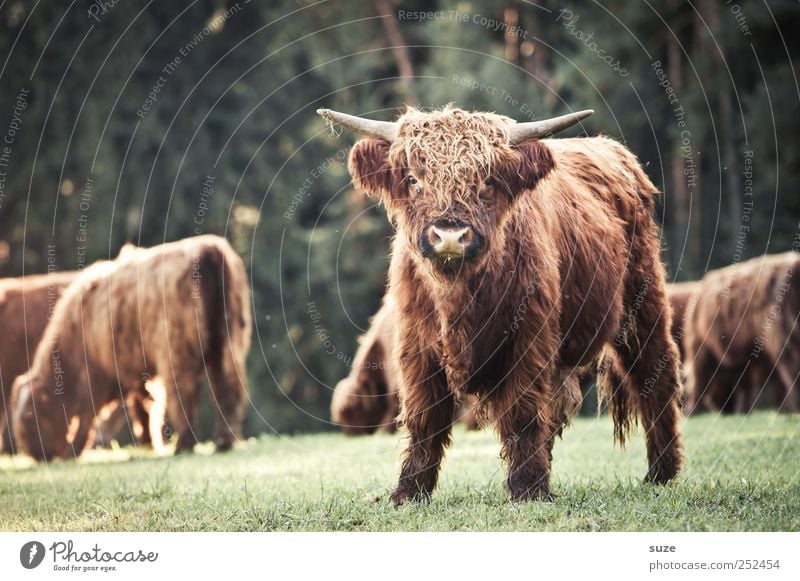 Komm kuscheln! Umwelt Natur Tier Wiese Feld Fell Nutztier Tiergesicht 1 Tiergruppe Herde Tierjunges kuschlig lustig niedlich Kalb Rind Weide Landleben Büffel