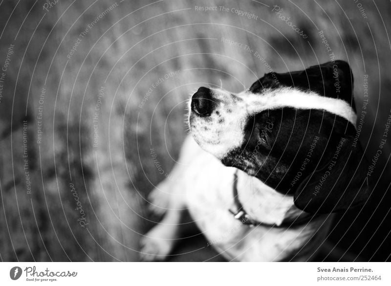 lina. Boden Holzfußboden Tier Haustier Hund Boxer Mischling 1 sitzen Traurigkeit Sehnsucht Heimweh Fernweh Schwarzweißfoto Innenaufnahme Textfreiraum links