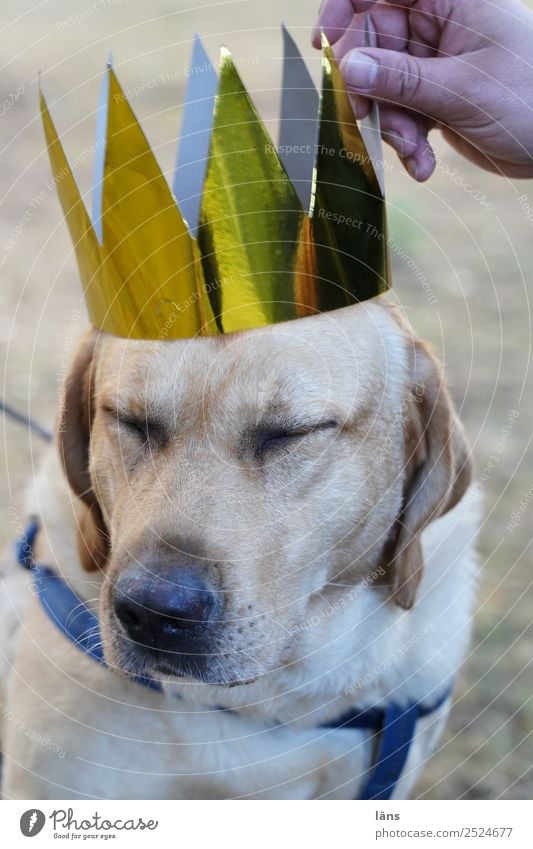 Die Krönung Leben Tier Haustier Hund 1 berühren Ehre Tapferkeit Coolness Optimismus Erfolg Akzeptanz Tierliebe Treue schön friedlich Verantwortung achtsam