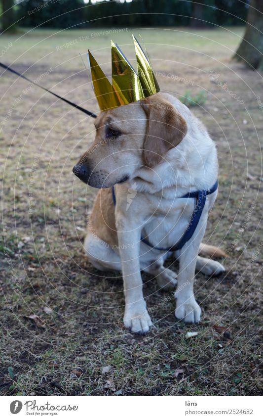 nu sitz ich hier Tier Haustier Hund 1 beobachten sitzen Akzeptanz Gelassenheit geduldig ruhig Selbstbeherrschung diszipliniert Ausdauer Hoffnung Langeweile