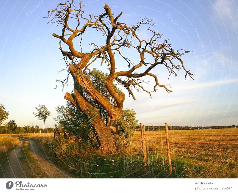 Baum im Abendlicht Eiche erhaben alt Denken