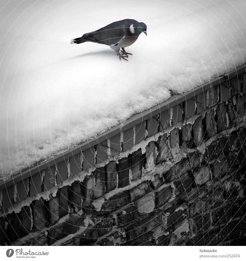 "scheißkalt, ich springe!!" Winter Wetter Eis Frost Schnee Mauer Wand Dach Tier Vogel Taube 1 springen Ecke Am Rand Schräger Vogel Neigung Backstein