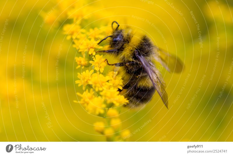 Hummelchen elegant Ausflug Umwelt Natur Sonnenlicht Frühling Sommer Pflanze Blume Blüte Garten Park Wiese Tier Nutztier Wildtier 1 Arbeit & Erwerbstätigkeit