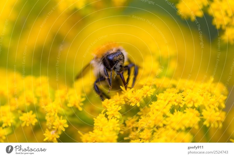 Hummel bei der Arbeit Ausflug Umwelt Natur Sonnenlicht Frühling Sommer Schönes Wetter Blume Blüte Garten Park Wiese Tier Nutztier Wildtier Tiergesicht Flügel