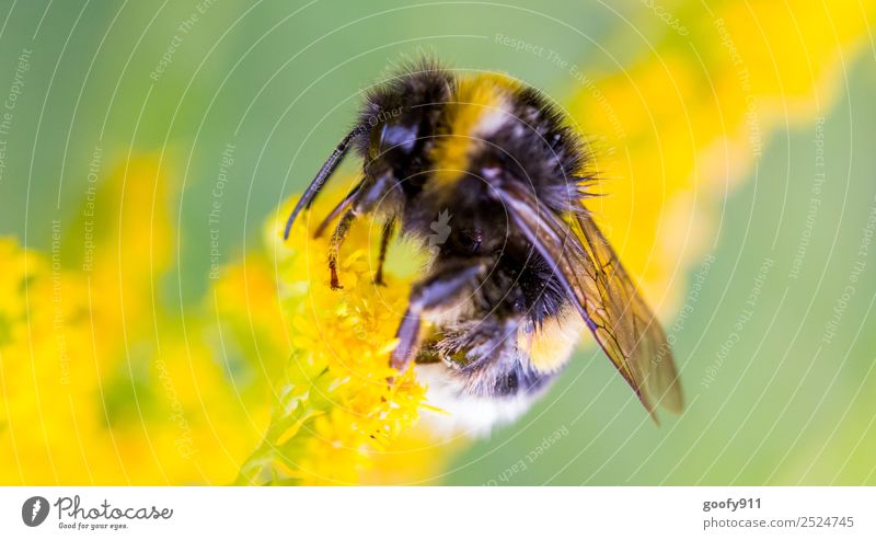 Arbeitstier Ausflug Umwelt Natur Sonnenlicht Frühling Sommer Blume Blüte Garten Park Wiese Tier Nutztier Wildtier Tiergesicht Flügel Fell Hummel 1