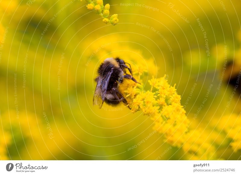 Fast oben.... Ausflug Umwelt Natur Sonnenlicht Frühling Sommer Blume Blüte Garten Park Wiese Tier Nutztier Wildtier Flügel Fell Hummel 1