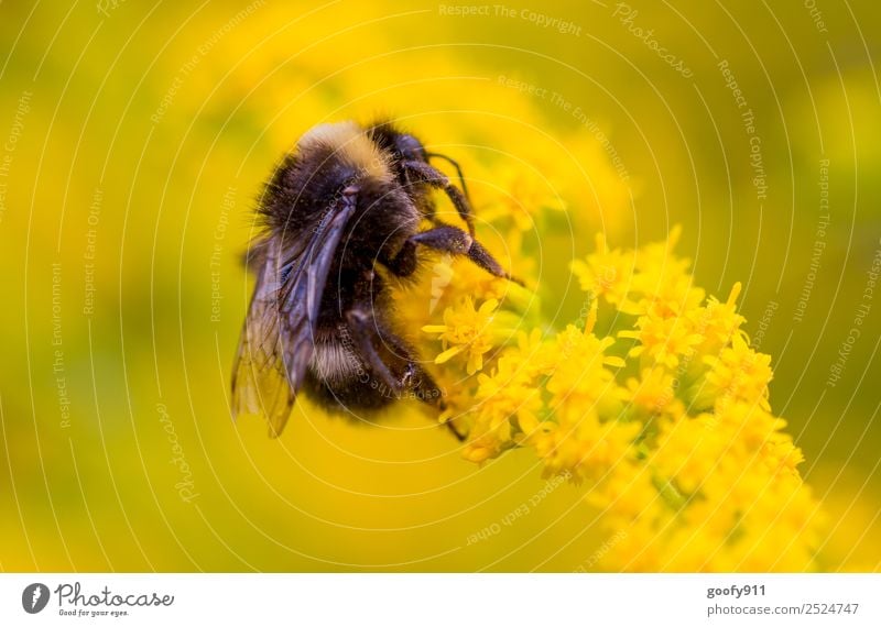 Klettern Ausflug Umwelt Natur Sonnenlicht Frühling Sommer Schönes Wetter Blume Blüte Garten Park Wiese Tier Nutztier Wildtier Tiergesicht Flügel Fell Hummel 1