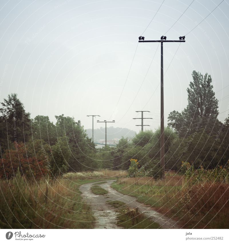 feldweg Umwelt Natur Landschaft Pflanze Himmel Baum Gras Sträucher Grünpflanze Wildpflanze Strommast Wege & Pfade natürlich Farbfoto Außenaufnahme Menschenleer