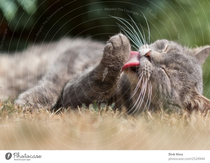 Grauer Kater putzt sich Tier Katze Tiergesicht Fell Pfote 1 liegen Reinigen natürlich niedlich Sauberkeit weich grau Lebensfreude Geborgenheit Tierliebe