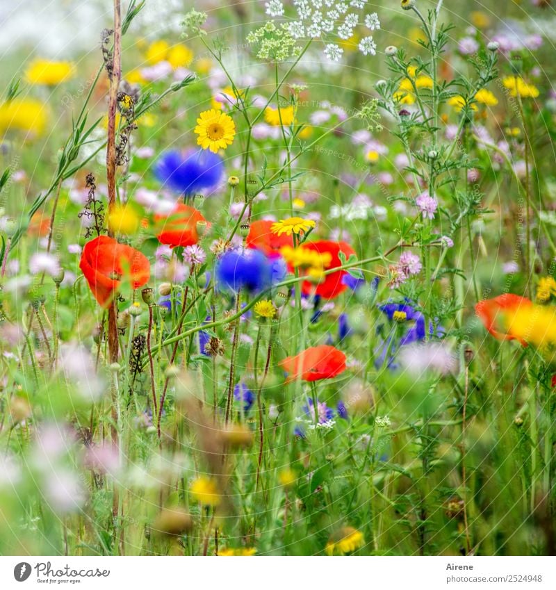 nicht nur montags Blumen Pflanze Mohnblüte Kornblume Margerite Wiesenblume Blumenwiese Blühend Wachstum blau mehrfarbig gelb grün rot Lebensfreude Idylle Natur