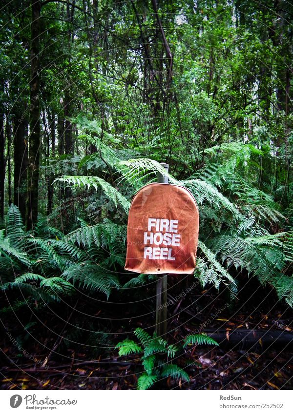 reine Vorsichtsmaßnahme Hydrant Schlauch Natur Pflanze Feuer Baum Sträucher Farn exotisch Urwald dunkel grün rot löschen Vorsorge Farbfoto mehrfarbig