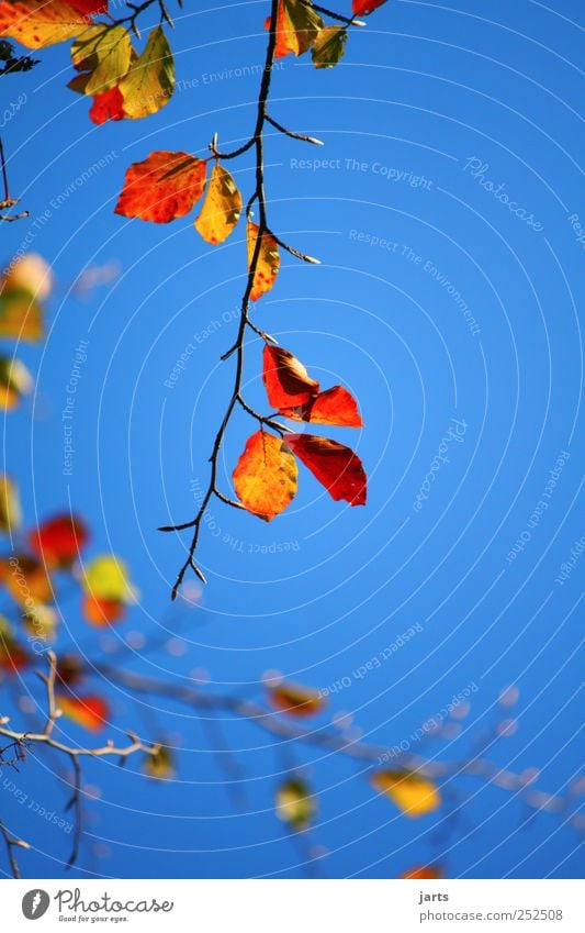 23.10.11 Umwelt Natur Pflanze Himmel Wolkenloser Himmel Herbst Schönes Wetter Baum Blatt mehrfarbig Farbfoto Außenaufnahme Nahaufnahme Menschenleer