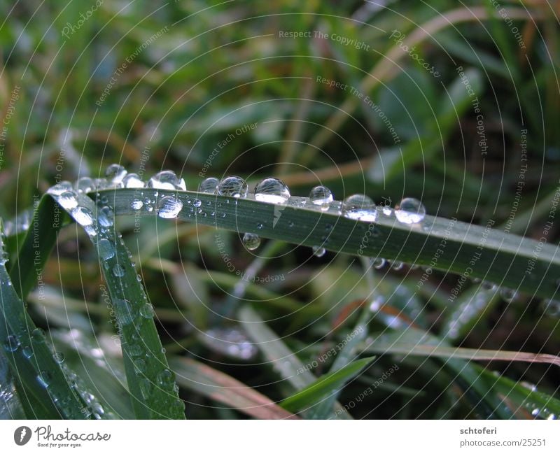 from bug's eyes klein Gras Nebel Froschperspektive Regen Wassertropfen Seil Detailaufnahme Käferperspektive